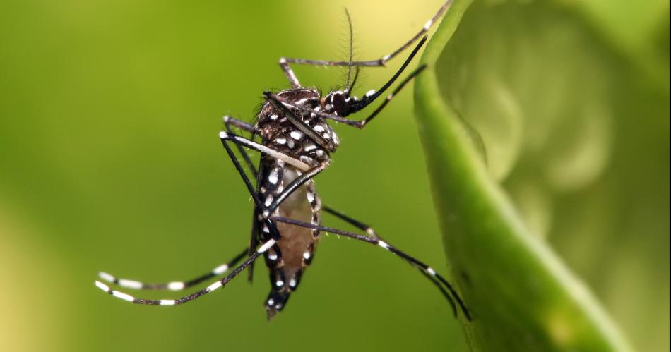 No hay casos confirmados de dengue en Santiago ni autoacutectonos pero siacute gran cantidad de sospechosos  