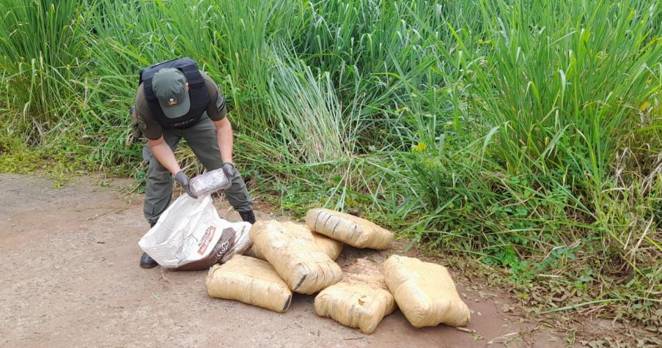 Incautan maacutes de tres toneladas de marihuana en cinco operativos en Misiones