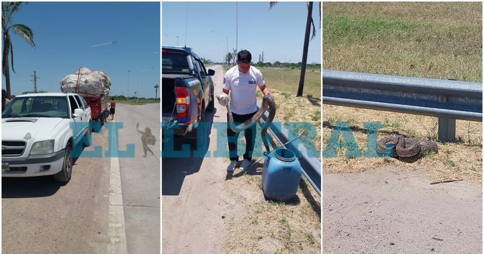 Rescatan a una lampalagua que se metioacute en el acoplado de una camioneta