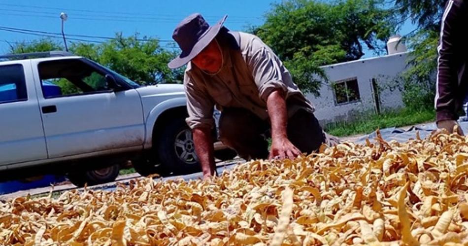 Algarroba fruto de bien- se cosechan miles y miles de kilos durante diciembre y enero en Santiago del Estero