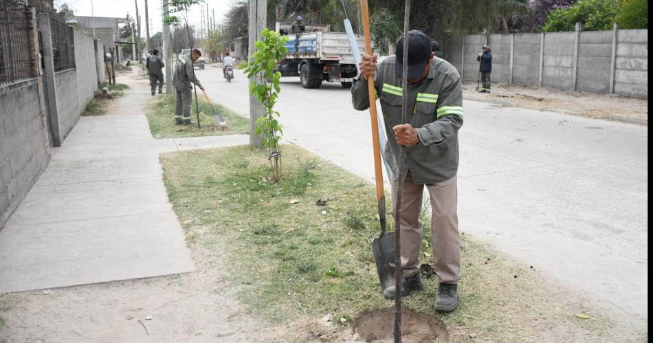 La Capital cumplioacute en el 2024 con la plantacioacuten de maacutes de 60000 aacuterboles