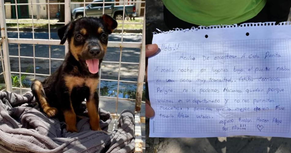 Abandonan a una perrita en un canasto de basura y buscan familia para adopcioacuten responsable