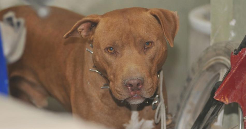 Un hombre se descompensoacute en la calle y su perro pitbull no dejaba que lo asistieran