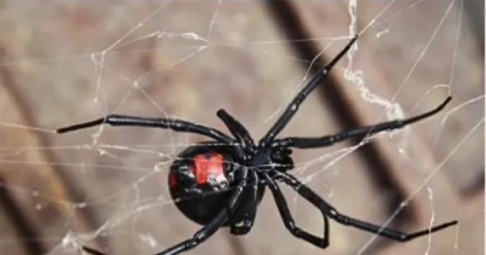 Un hombre que trabajaba en una estancia fue picado por una Viuda Negra