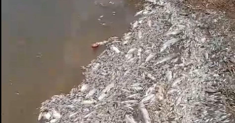 Mortandad de peces activa operativos para hallar las causas