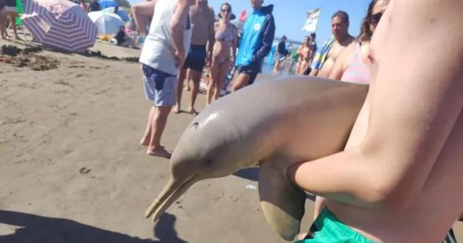 Indignante- un delfiacuten murioacute tras ser sacado del agua por turistas curiosos