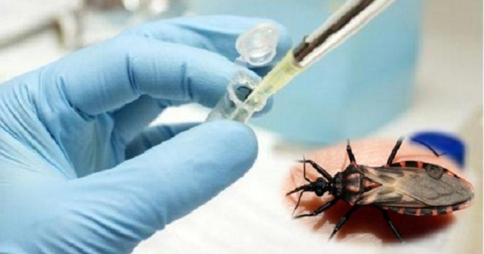 El Conicet desarrolla una vacuna preventiva contra la enfermedad de Chagas