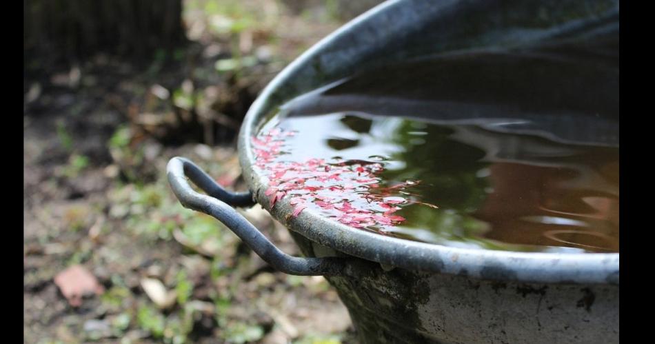 Despueacutes de las uacuteltimas lluvias piden reforzar las medidas de prevencioacuten contra el dengue