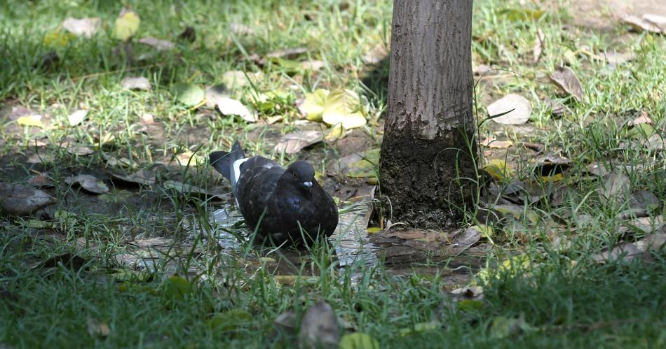 Se inicia una semana de calor extremo en casi todo el paiacutes