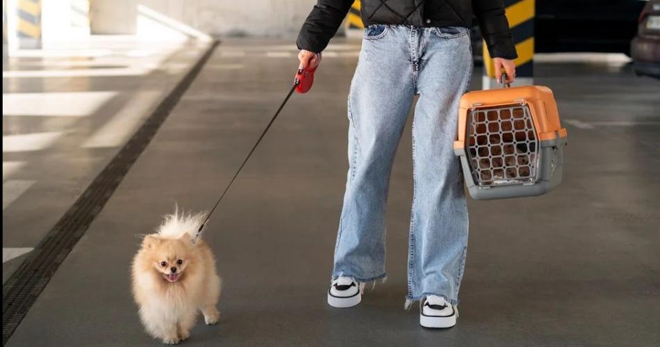 Queacute piden en micros de larga distancia para viajar con mascotas