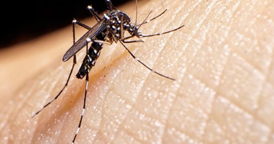 Dengue- afirman que la mayoriacutea de los segundos contagios no desarrollan formas graves de la enfermedad