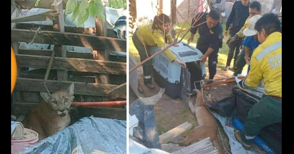 iexclNo era michi Un puma aparecioacute en el patio de una vivienda