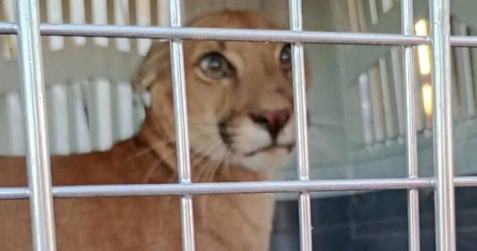 El puma rescatado en Bandera fue liberado en una reserva alejada