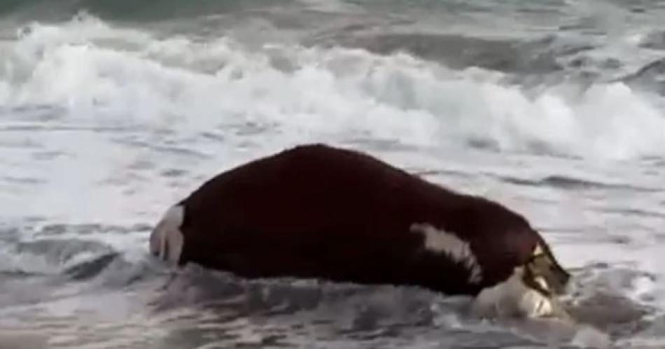 Insoacutelito- turistas fueron sorprendidos por una vaca muerta en el mar