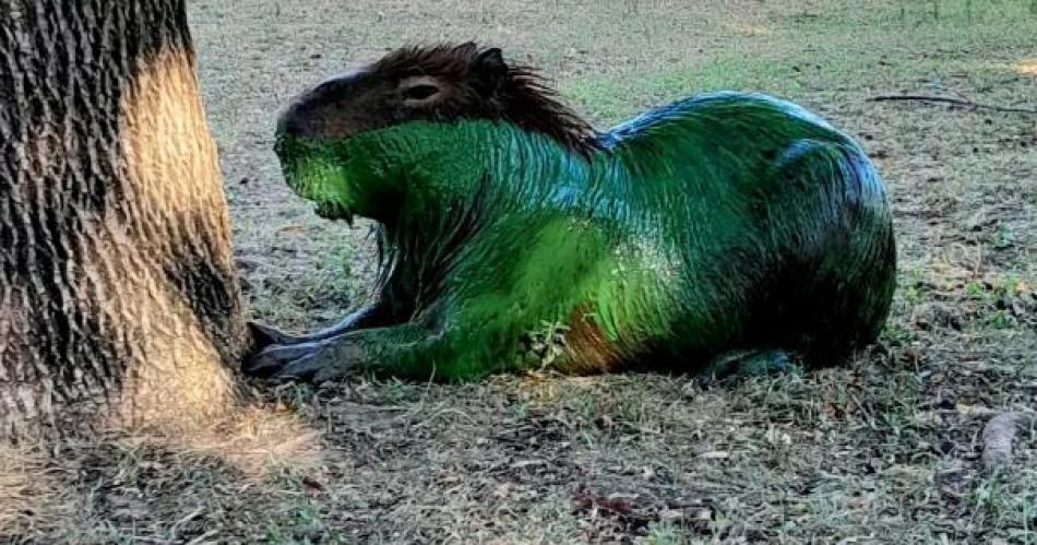 Carpinchos verdes- el fenoacutemeno que generoacute alarma en Entre Riacuteos