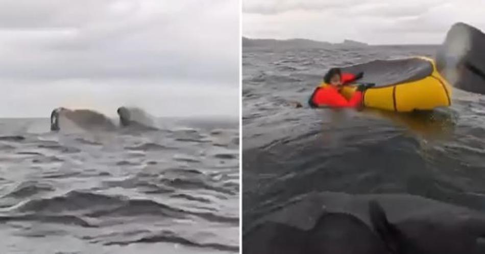 IMPACTANTE VIDEO  Una ballena jorobada tragoacute y escupioacute a un joven que practicaba kayak