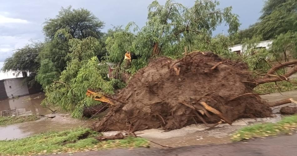 Añosos ejemplares fueron derribados por el viento en Loreto (Foto- El Liberal)