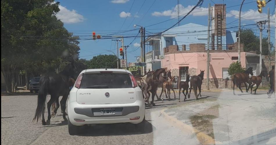 El municipio y Policiacutea se hartaron de los animales sueltos en calles frienses