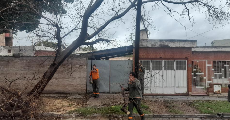 Capital- personal municipal retiroacute aacuterboles caiacutedos por la tormenta