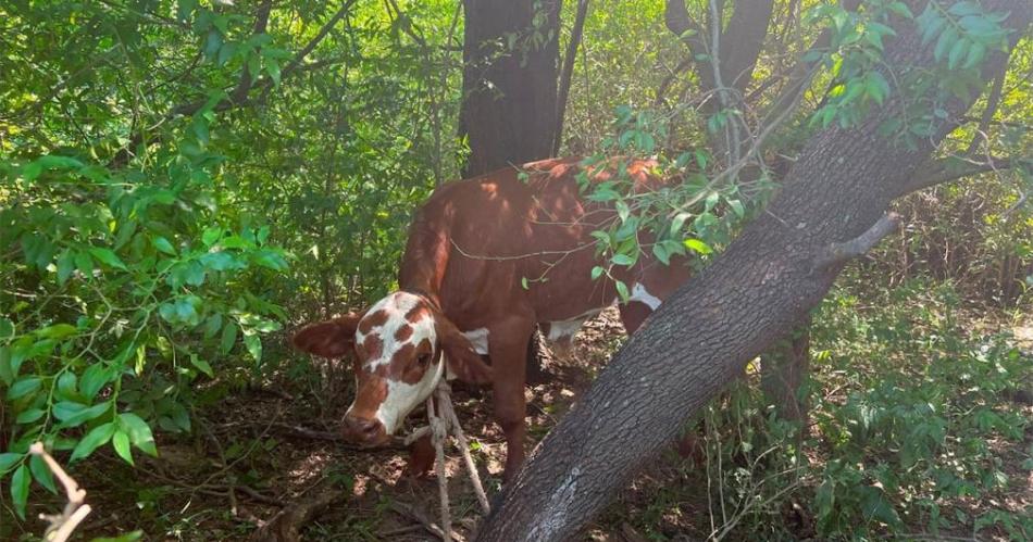 CINCO Este es uno de los cinco animales robados