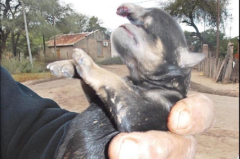 El nacimiento de un Perro Tapir causa conmoción en Pampa de los